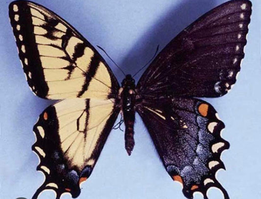 Badibidu butterfly mural