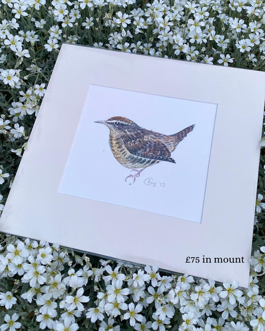 Original Wren Watercolour - in mount