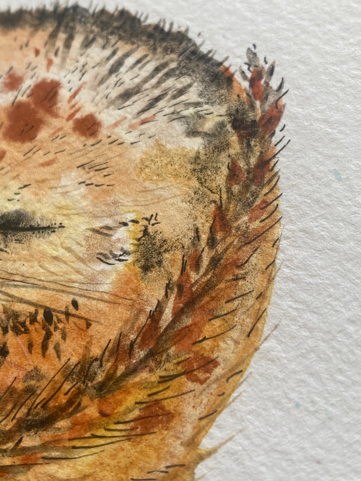 Original We All Need Different Amounts of Rest Dormouse - in mount