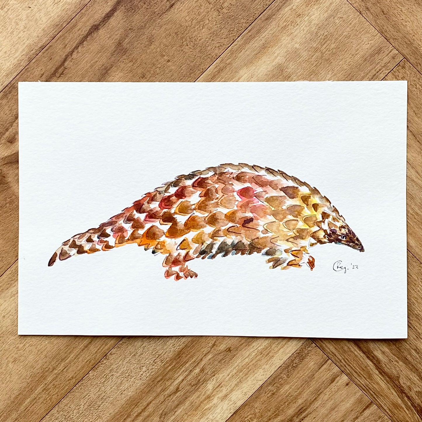 Original sketches and drafts - Pangolin