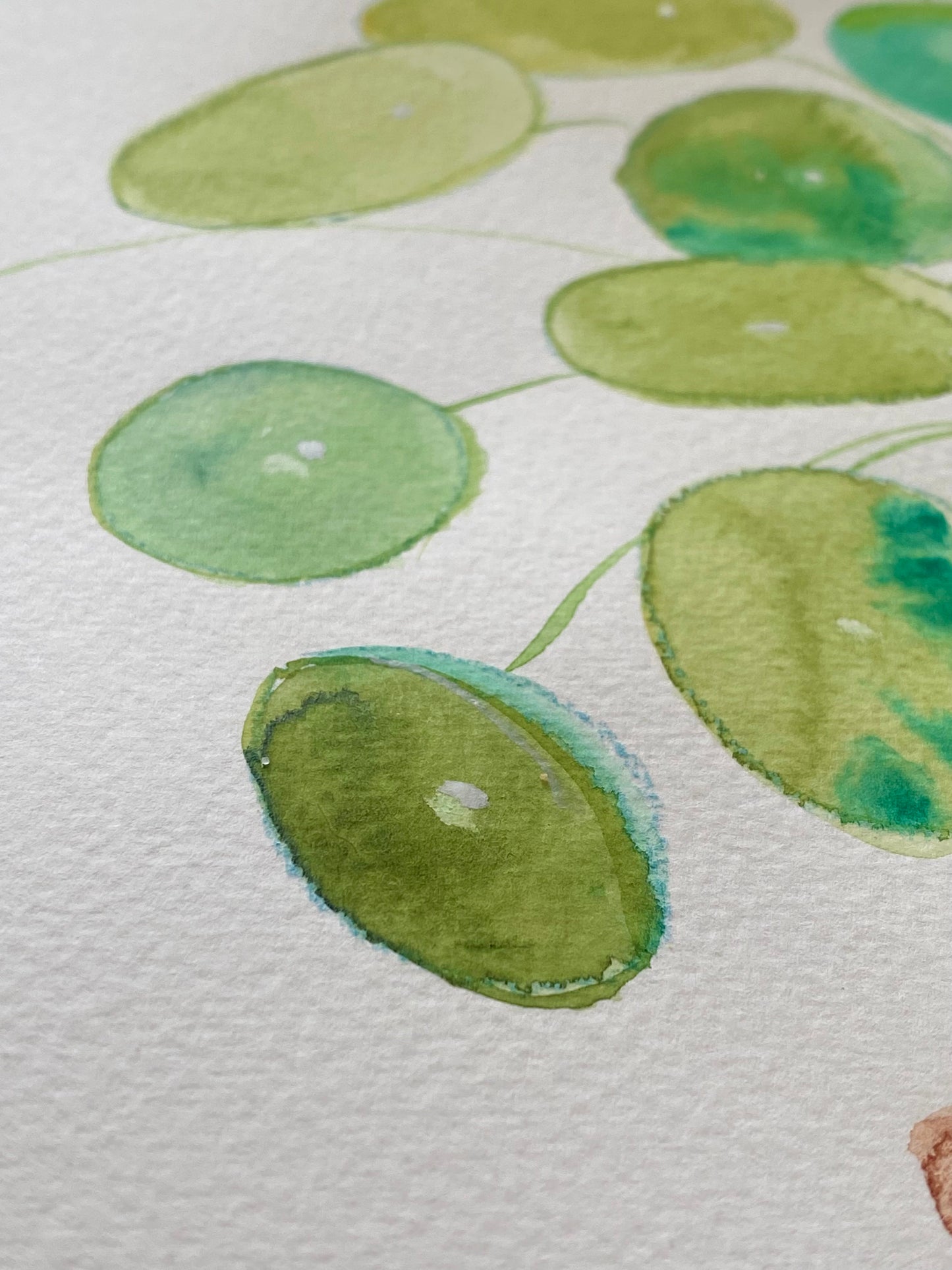 Money Plant Tutorial (Pre-Recorded)