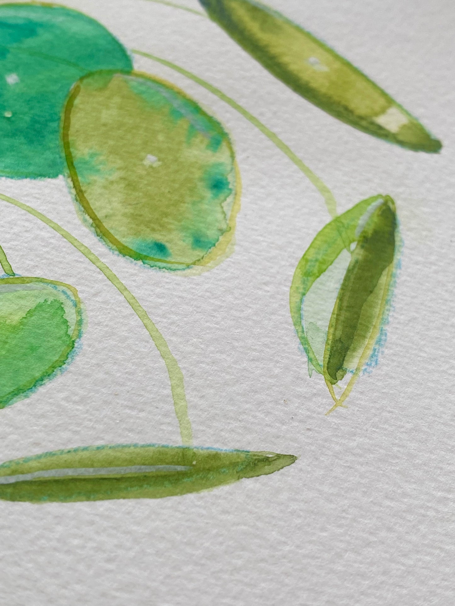 Money Plant Tutorial (Pre-Recorded)