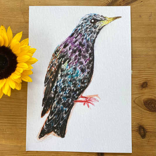 Starling A4 Print