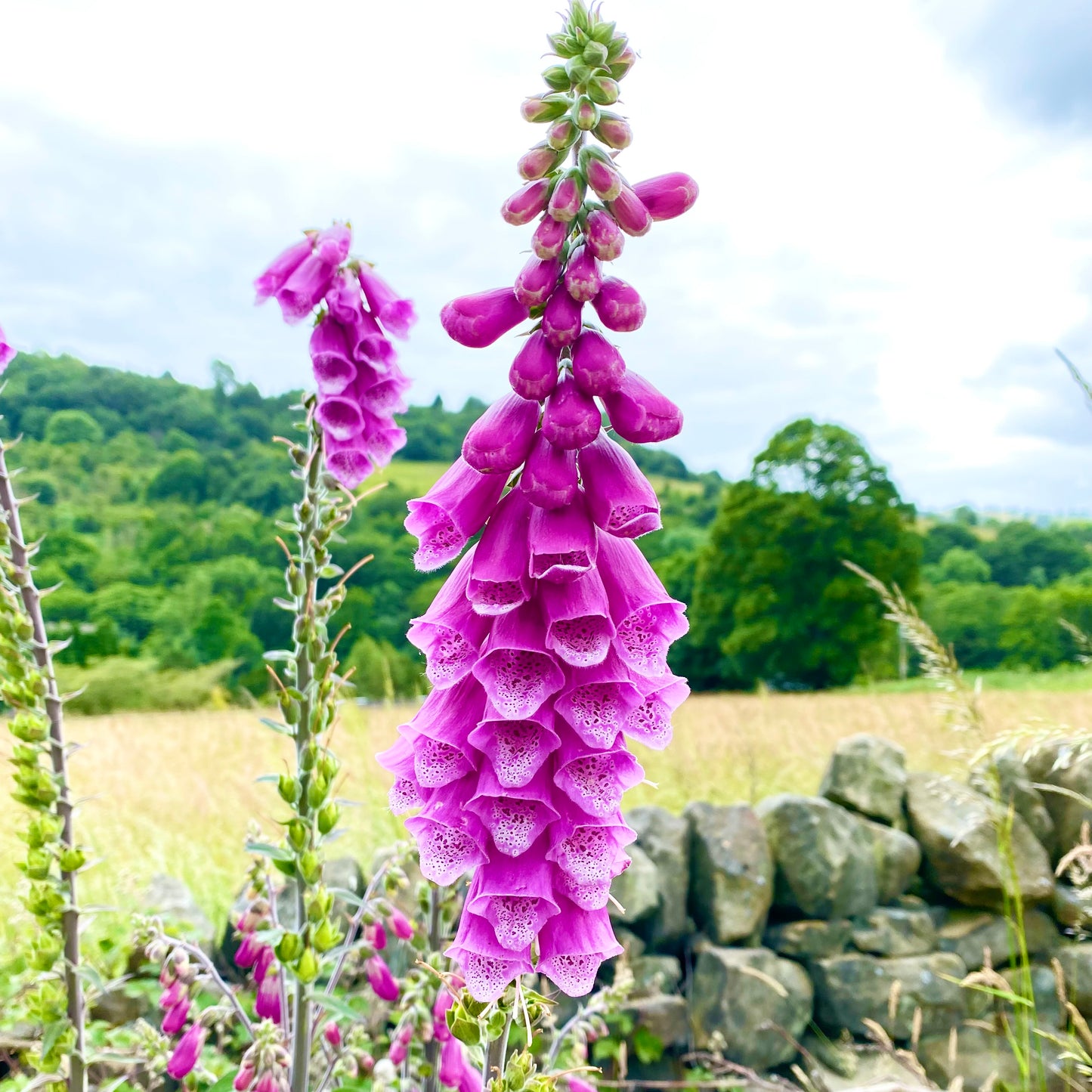 Foxgloves and Friends Tutorial (Pre-Recorded)