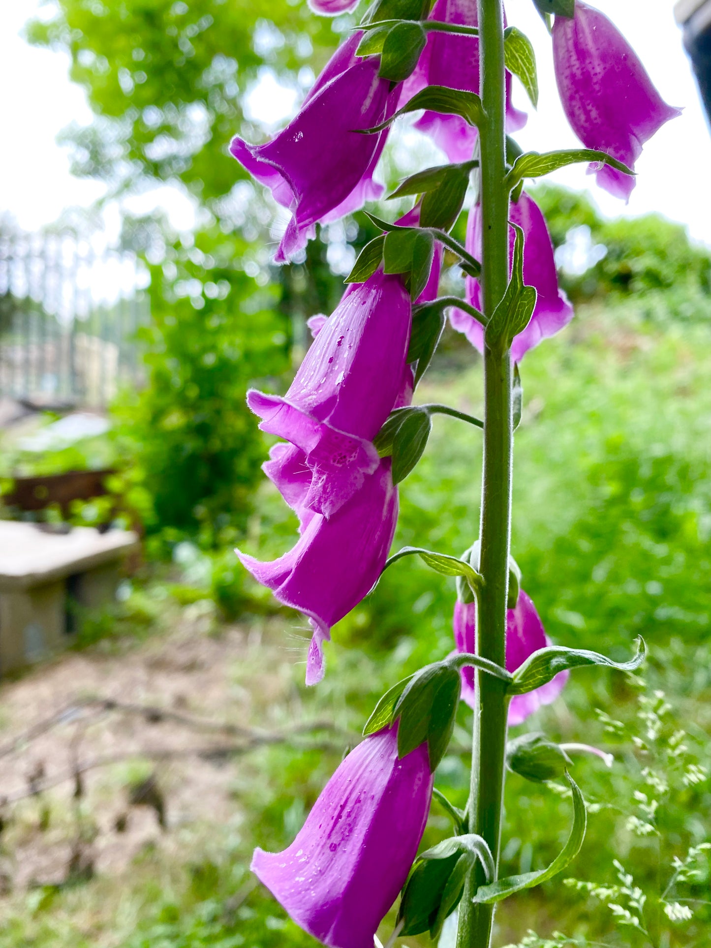 Foxgloves and Friends Tutorial (Pre-Recorded)