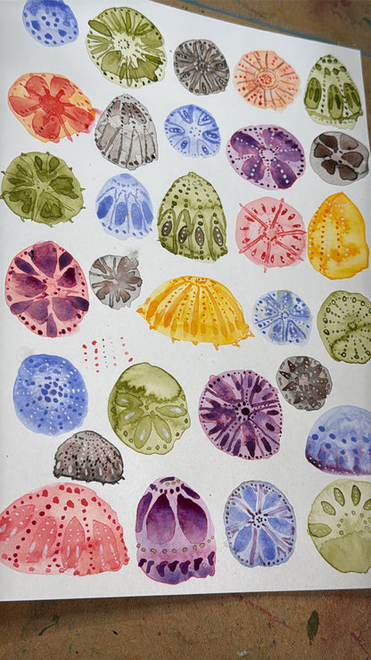 Sea Urchins and Water-marks Tutorial (Pre-Recorded)