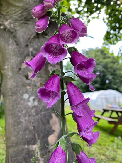 Foxgloves and Friends Tutorial (Pre-Recorded)