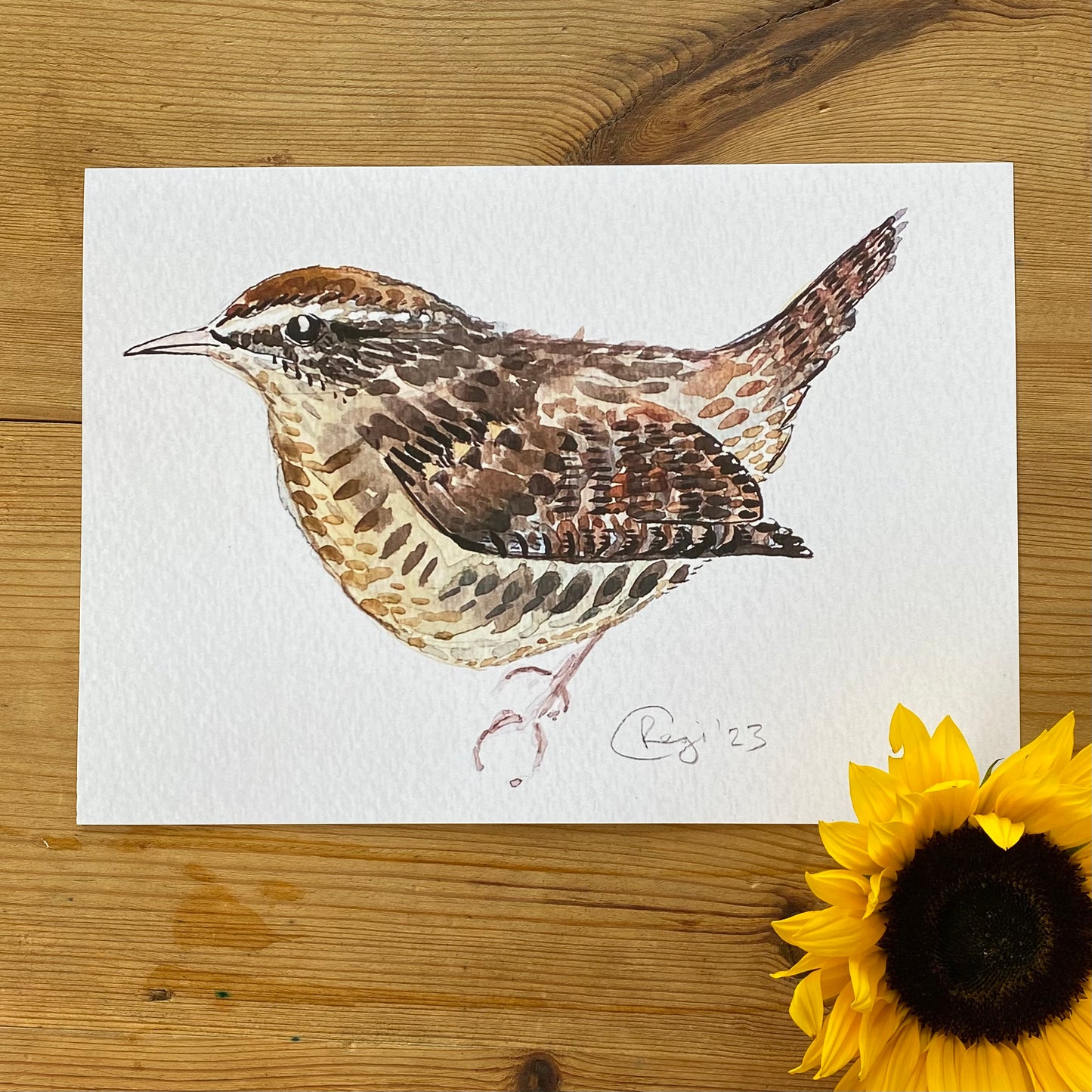 Wren A4 Print