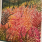 Hathersage Ferns A3 Prints x5